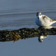 Phalarope à bec étroit